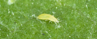 14 Natural Ways to Get Rid of Thrips