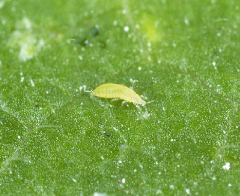 13 Natural Ways to Get Rid of Thrips