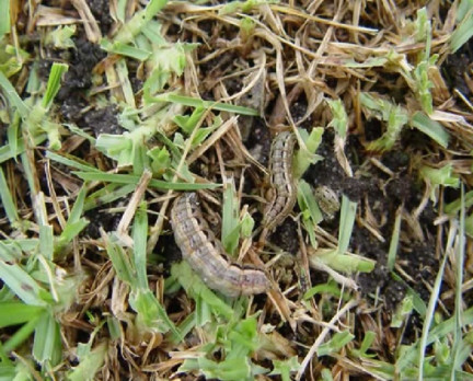 Lawn Armyworm