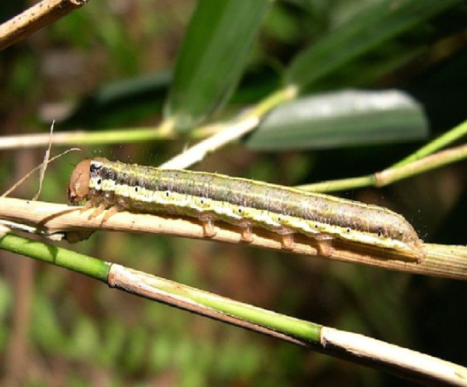 Northern Armyworm