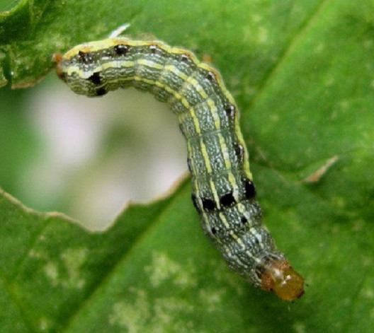 Southern Armyworm