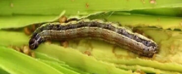 Western Yellow Striped (Spodoptera praefica) - 13 Natural Ways to Get Rid of Armyworms on Plants