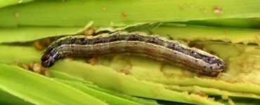 Western Yellow Striped (Spodoptera praefica) - 13 Natural Ways to Get Rid of Armyworms on Plants