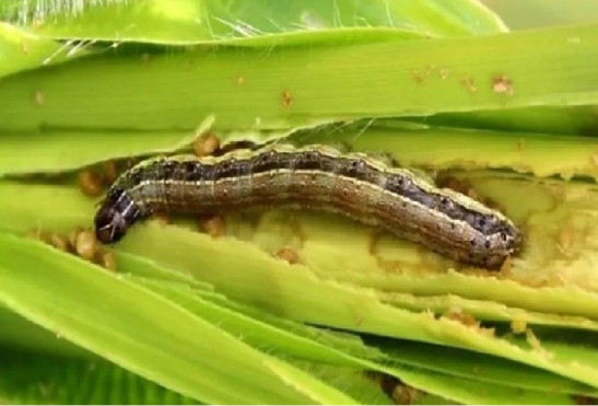 Western Yellow Striped (Spodoptera praefica) - 13 Natural Ways to Get Rid of Armyworms on Plants