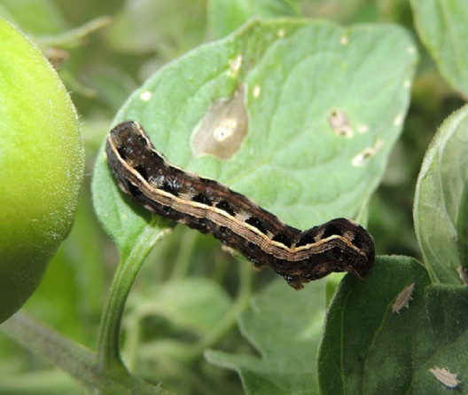 Yellow-striped (Spodoptera ornithogalli)