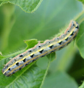 13 Natural Ways to Get Rid of Armyworms on Plants