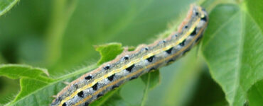 13 Natural Ways to Get Rid of Armyworms on Plants