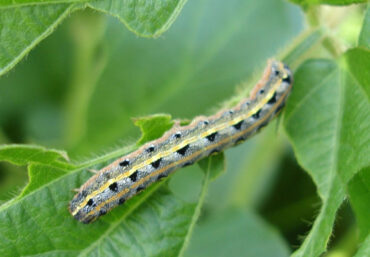 13 Natural Ways to Get Rid of Armyworms on Plants
