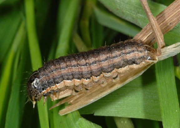 Common Armyworm (Mythimna unipuncta) - 13 Natural Ways to Get Rid of Armyworms on Plants