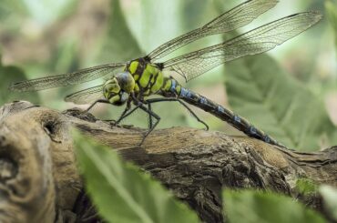 Dragonfly Benefits to Your Garden and How to Attract Them
