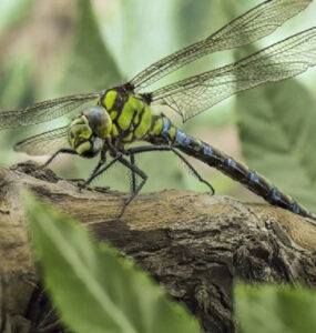 Dragonfly Benefits to Your Garden and How to Attract Them