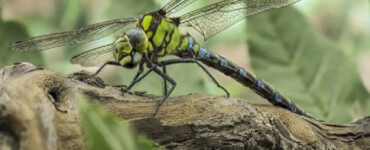 Dragonfly Benefits to Your Garden and How to Attract Them