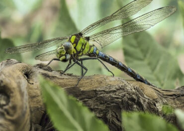 Dragonfly Benefits to Your Garden and How to Attract Them