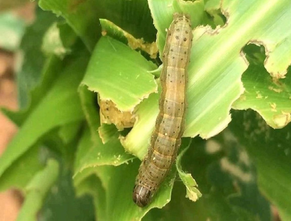 Fall Armyworm