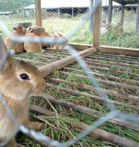 Rabbit Farming (Cuniculture)