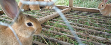 Rabbit Farming (Cuniculture)