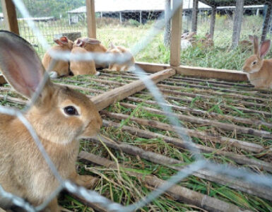 Rabbit Farming (Cuniculture)