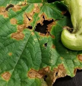 8 Natural Ways to Treat and Control Anthracnose