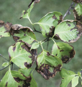 8 Natural Ways to Treat and Control Anthracnose