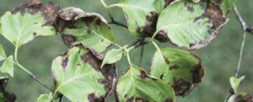 8 Natural Ways to Treat and Control Anthracnose