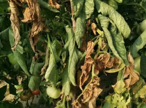 Fusarium Wilt