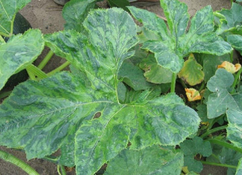 Mosaic Virus