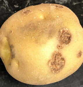8 Natural Ways to Treat and Prevent Potato Scab