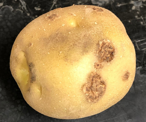 8 Natural Ways to Treat and Prevent Potato Scab