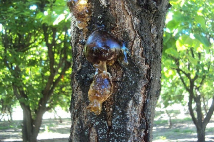 Bacterial Canker
