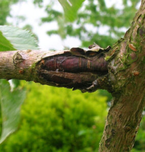 Bacterial Canker - 17 Plant Diseases and How to Treat Organically (+ Pictures)