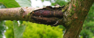 Bacterial Canker - 17 Plant Diseases and How to Treat Organically (+ Pictures)