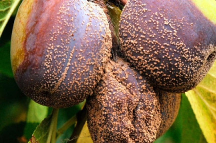 Brown Rot - Types of Plant Diseases and How to Treat Them Naturally