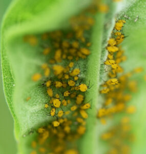 30 Natural Ways to Get Rid of Bugs on Plants