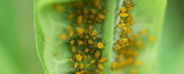 30 Natural Ways to Get Rid of Bugs on Plants
