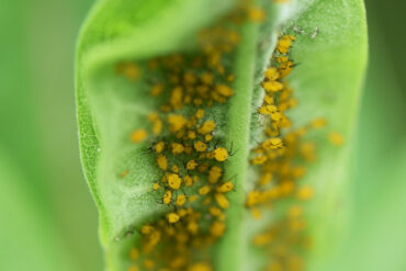 30 Natural Ways to Get Rid of Bugs on Plants