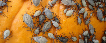 29 Natural Ways to Get Rid of Bugs on Plants