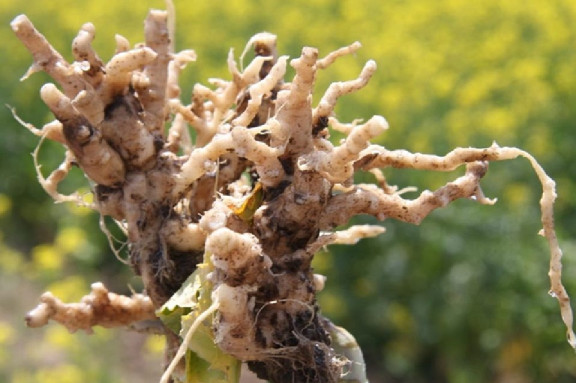 17 Plant Diseases and How to Treat Organically (+ Pictures)