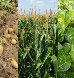 Basic Crop Rotation: Benefits and Examples