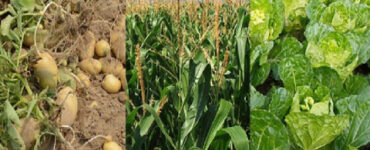 Basic Crop Rotation: Benefits and Examples