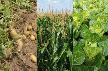 Basic Crop Rotation: Benefits and Examples
