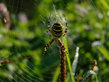 Yellow Garden Spider Benefits to Your Garden and How to Attract Them