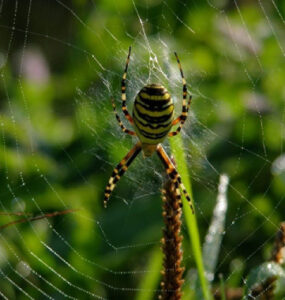 Yellow Garden Spider Benefits to Your Garden and How to Attract Them