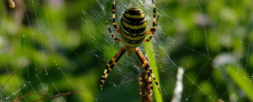 Yellow Garden Spider Benefits to Your Garden and How to Attract Them