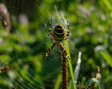 Yellow Garden Spider Benefits to Your Garden and How to Attract Them