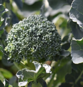 Good and Bad Broccoli Companion Plants