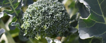 Good and Bad Broccoli Companion Plants