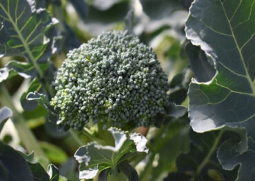 Good and Bad Broccoli Companion Plants