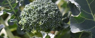 Broccoli Companion Plants: Helpful Neighbors and Those to Avoid