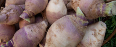 How to Grow Swede Vegetable (Rutabaga)