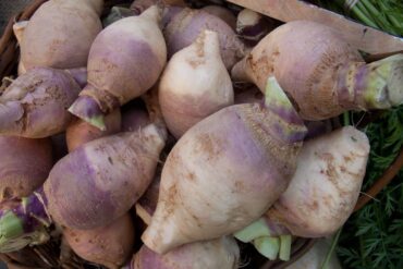 How to Grow Swede Vegetable (Rutabaga)